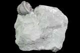 Wide Enrolled Flexicalymene Trilobite - Mt Orab, Ohio #85599-1